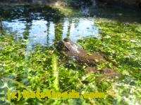 /home//u458753944/public_html/sourcegallery/////////////Frogs/More bullfrogs/P1100101.JPG